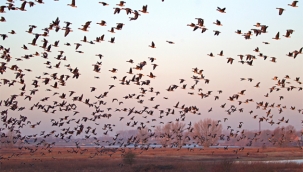 Hollanda'da kümes hayvanlarına sokağa çıkma yasağı konuldu