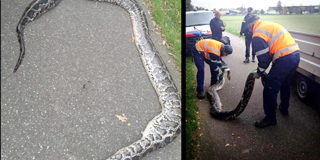 Hollanda kanalında 4 metre uzunluğunda yılan