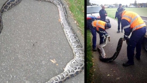 Hollanda kanalında 4 metre uzunluğunda yılan