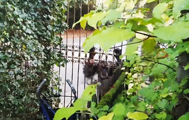 Amersfoort hayvanat bahçesinden kaçan 2 şempanze vurularak itlaf edildi