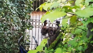 Amersfoort hayvanat bahçesinden kaçan 2 şempanze vurularak itlaf edildi