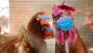 Hollanda'da kuş gribi ayılmaya devam ediyor