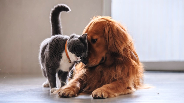 Hollanda'da çok sayıda kedi ve köpek de koronavirüs tespit edildi