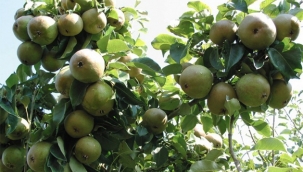 Hollanda'da 125 bin armut ağacı bedava dağıtılacak