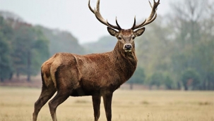 Hayvanat bahçesinden geyik çalıp, yediler