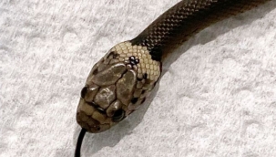 ALDİ'dan aldıkları marulun içinden yılan çıktı