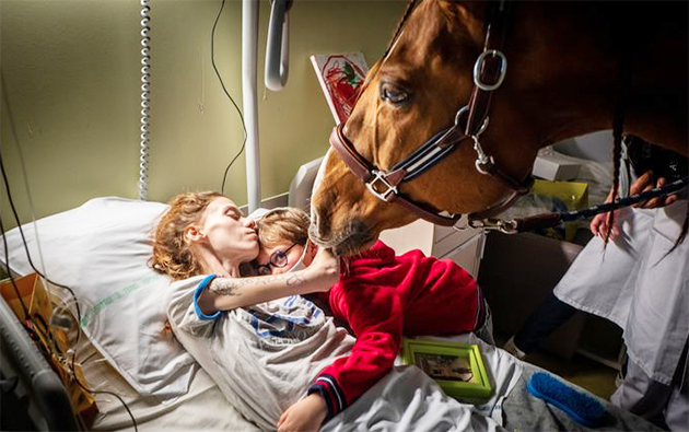 Bu at, Calais hastanesindeki kanser hastalarını rahatlatıyor: "Bazen sonuna kadar onlarla kalıyor"