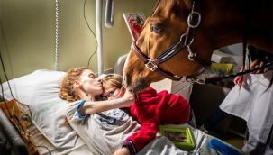 Bu at, Calais hastanesindeki kanser hastalarını rahatlatıyor: "Bazen sonuna kadar onlarla kalıyor"