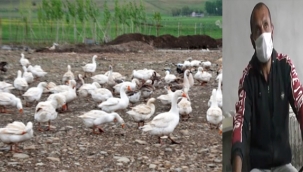 Hollanda'daki işini bırakarak memleketinde kaz çiftliği kuran Muşlu girişimci siparişlere yetişemiyor