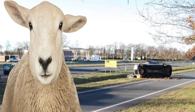 Hollanda'da kazaya neden olan koyunu polis vurdu
