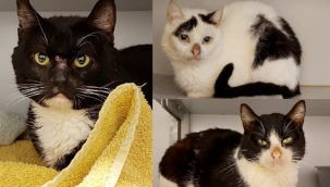 Hollanda'da 18 kedi, bir ay boyunca ölü sahiplerinin cesedi ile yaşadılar