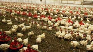 Hollanda'da yaklaşık 200 bin tavuk itlaf edildi