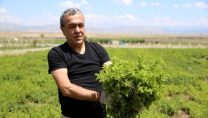 Hollanda'da öğrendiklerini geri dönüş yaptığı memleketi Kayseri'de uyguluyor