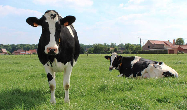 Hollanda'daki çiftlik hayvanlarının etinde, sütünde ve kanında plastik parçacıkları bulundu
