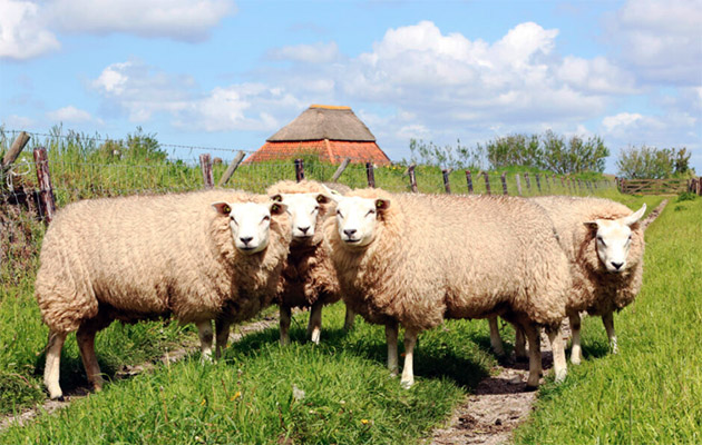 Ana vatanı Hollanda olan Texel koyunları, Türkiye'ye uyumlu hale getirildi