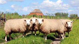 Ana vatanı Hollanda olan Texel koyunları, Türkiye'ye uyumlu hale getirildi