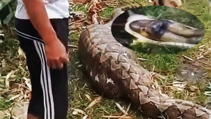 Kaybolan kadın yılanın midesinde bulundu