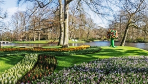 Hollanda'nın dünyaca ünlü lale bahçesi Keukenhof 74.kez kapılarını açtı