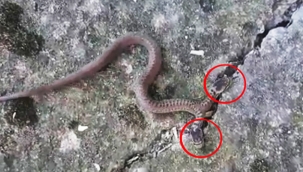 Çift başlı yılan görüldü! Çiftçinin korku dolu anları...