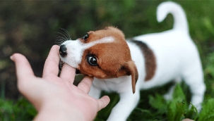 Hollanda'da köpek sahiplenmek isteyenlere eğitim şartı