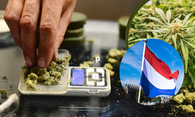 Hollanda'da yasal olarak üretilen esrar satışı başladı