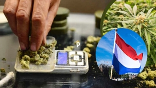 Hollanda'da yasal olarak üretilen esrar satışı başladı