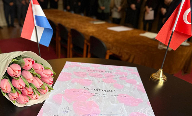Hollanda'da özel olarak yetiştirilen lale türüne "Kızılırmak" ismi verildi
