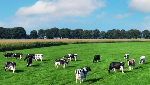 Hollanda'da sığır sayısı düştü, et fiyatları fırladı