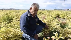Hollanda'dan Yozgat'a getirdi! Bir gecede bütün emeği yok oldu