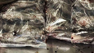 Hollanda'da balıkların içinden uyuşturucu çıktı: Kaçakçılık girişimi son anda önlendi