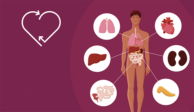 Hollandalı Gençler, Organ Bağışı Tercihi Konusunda Duyarsız