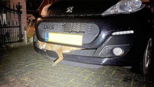 Drenthe'de İnanılmaz Olay: Aracın Tamponundan Canlı Tilki Çıktı