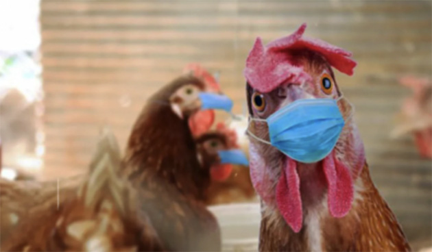 Friesland’da Kuş Gribi Alarmı: Drogeham’da 117 Bin Tavuk İtlaf Edilecek