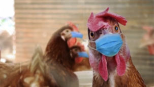 Friesland'da Kuş Gribi Alarmı: Drogeham'da 117 Bin Tavuk İtlaf Edilecek