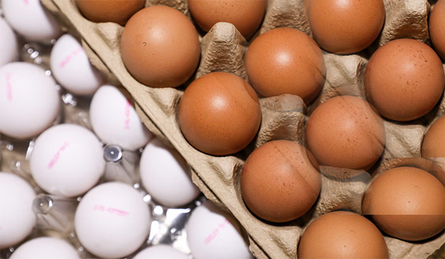 Hollanda’da Tavuk ve Yumurta Krizi Kapıda: Fiyatlarda Artış Bekleniyor