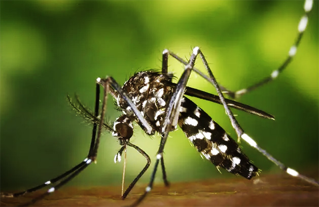 Asya Kaplan Sivrisineği Hollanda'yı Sevdi: Artık Kalıcı