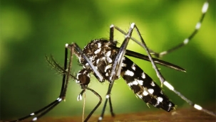 Asya Kaplan Sivrisineği Hollanda'yı Sevdi: Artık Kalıcı