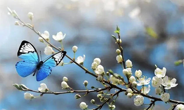 Hollanda’da Aralık Ayında Bahar Havası: Sıcaklık Rekorları Yolda