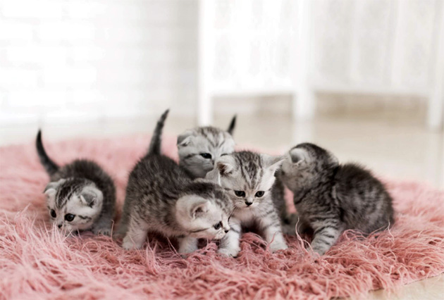 Hollanda’da İlk Kez Yavru Kedilerde Kuş Gribi Tespit Edildi