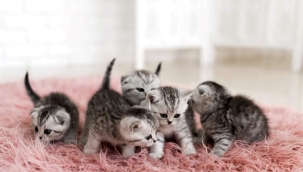 Hollanda'da İlk Kez Yavru Kedilerde Kuş Gribi Tespit Edildi