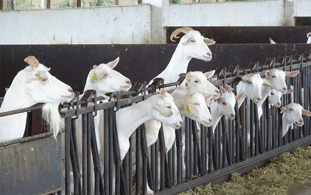 Hollanda’da Keçi Çiftlikleri Çevresinde Oturanlarda Zatürre Riski Artıyor