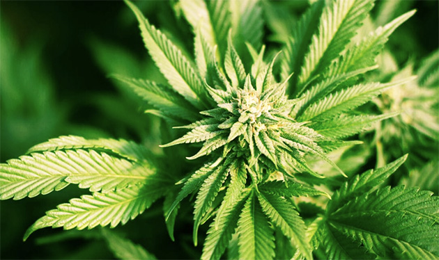 Hollanda’nın Haarlem Kentinde Sürücü Kursu Öğretmeni Ve Öğrencilerde Uyuşturucu Tespit Edildi