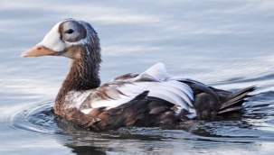 Texel'de Görülen "Brileider" Hollanda Tarihinin En Çok Gözlemlenen Kuşu Olabilir