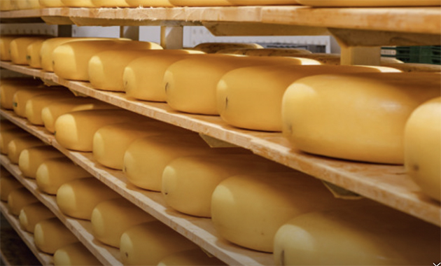 Hollanda’da Peynir Üretimi 2025’te Yeniden Arttı