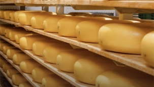 Hollanda'da Peynir Üretimi 2025'te Yeniden Arttı
