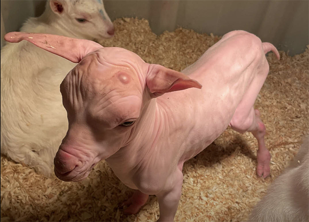 Hollanda’da Tüysüz Bir Keçi Yavrusu Dünyaya Geldi