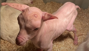 Hollanda'da Tüysüz Bir Keçi Yavrusu Dünyaya Geldi