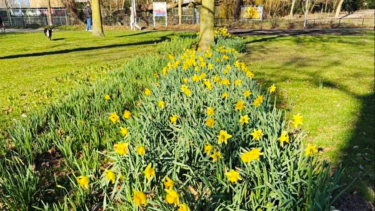 Hollanda’da Bahar Havası: Sıcaklık 20 Dereceyi Bulabilir