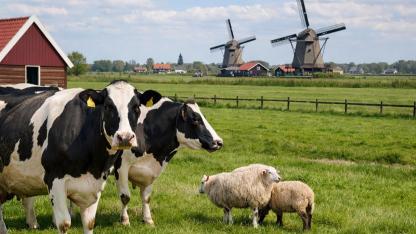 Hollanda’da Damızlık hayvan Sayısı Belirgin Şekilde Azaldı