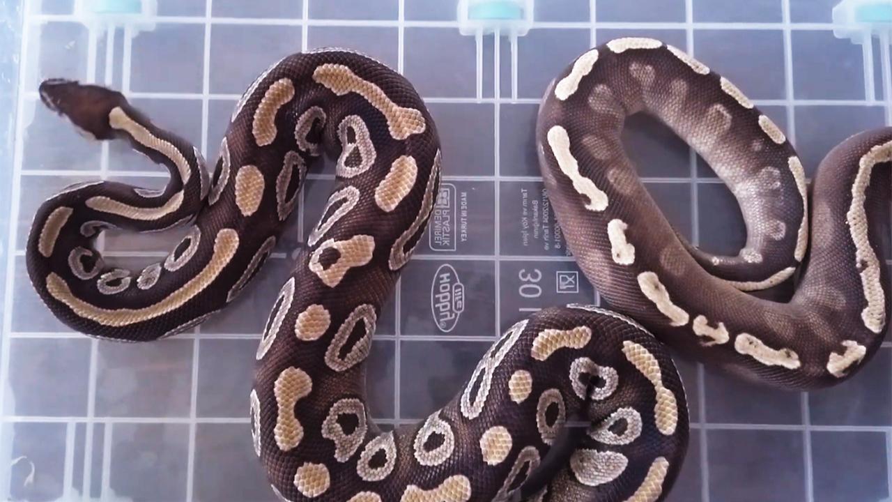 Hollanda’da Evde 60 Yılan Besleyen Adam, Mahkeme Kararıyla Evinden Çıkarılacak